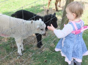 Hoo Farm 27-04-11 112