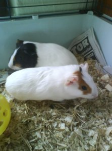 Spike is at the back, Gizmo in front.