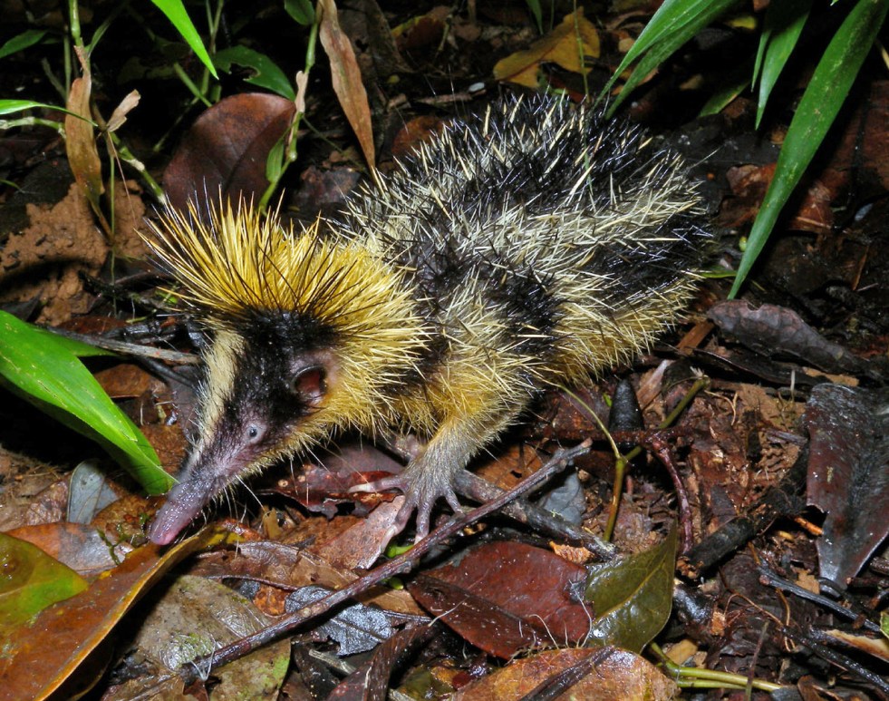 Lowland_Streaked_Tenrec,_Mantadia,_Madagascar