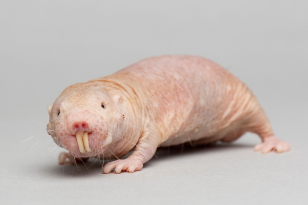 Naked Mole Rat