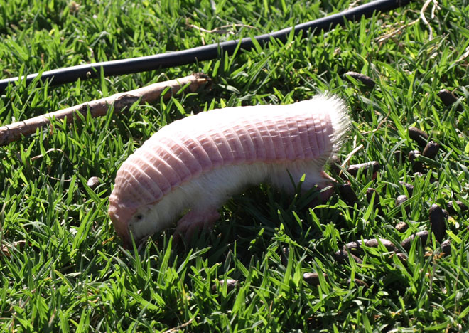 pink-fairy-armadillo-04