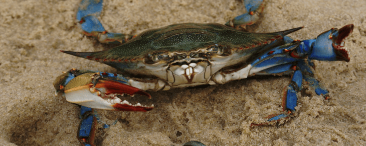 bluecrab