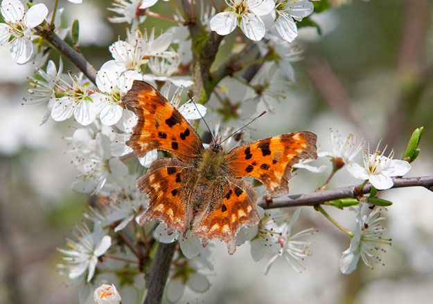 1-comma-upperwing_keith-warmington-web