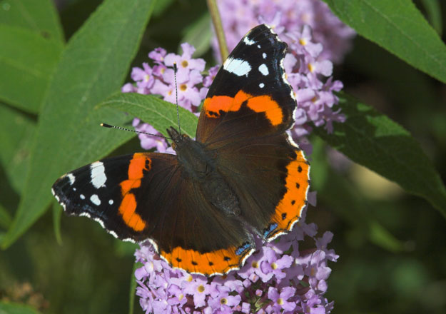 red-admiral-upperwing1_peter-eeles-web