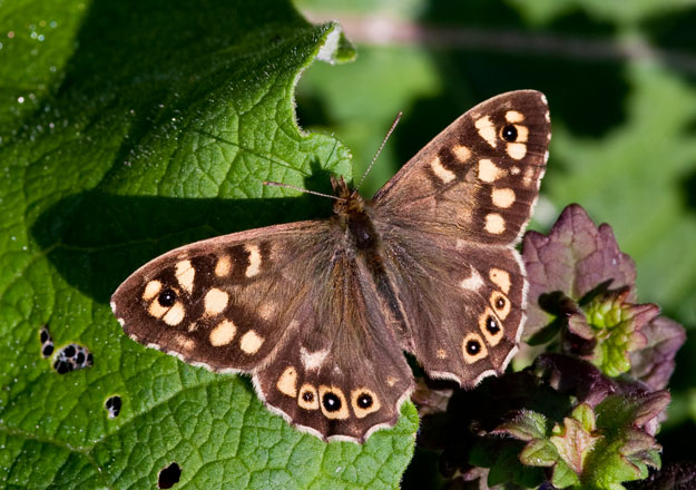 speckled-wood-upperwing_-peter-eeles-web