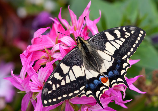 swallowtail-upperwing1_peter-eeles-web