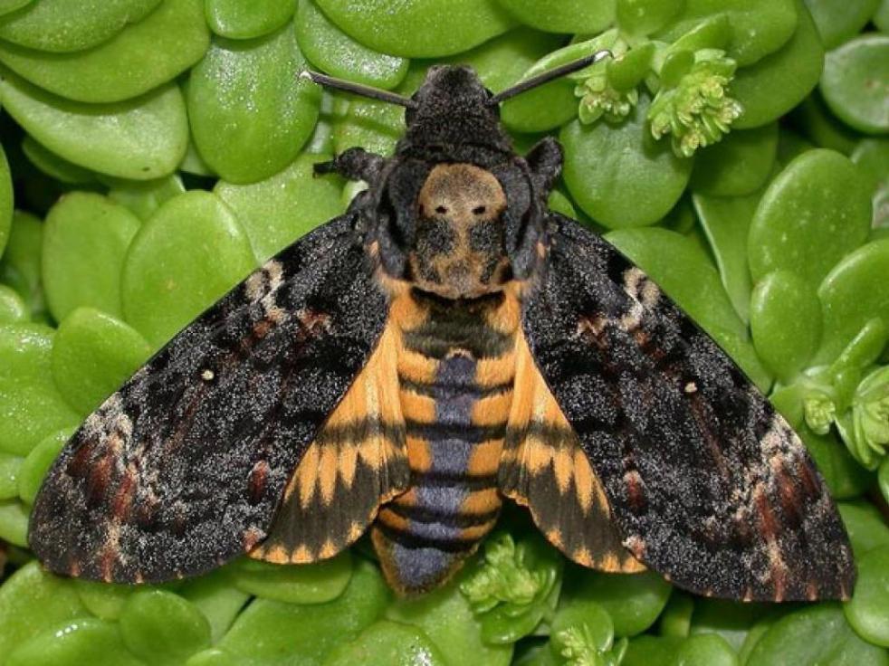 deaths-head-hm-1_for_web_lh