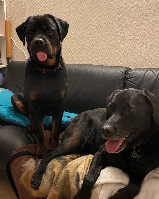 A Rottweiler puppy, Chase, sits beside a Black Labrador retriever, Jet, on a sofa. They both have their tongues sticking out.