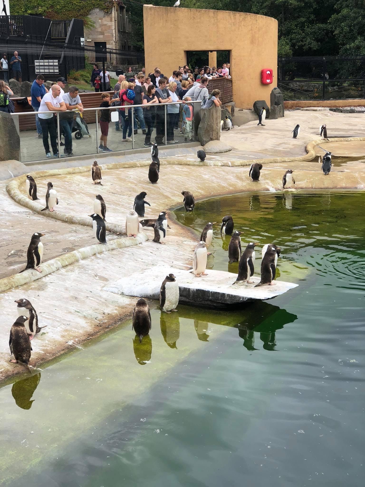 Penguins in their Edinburgh Zoo enclosure. They smell of fish and poop and water. Yes, you can smell it through the picture, that's how much they stink.